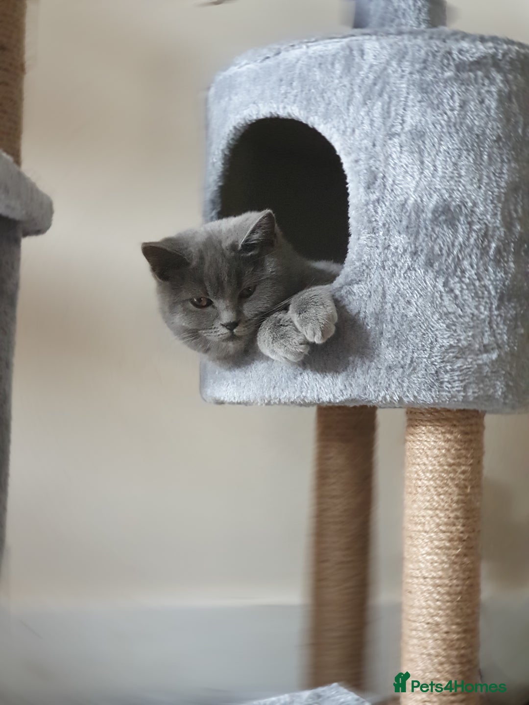 British Shorthair cats for sale: BSH kittens 💙🖤 - Image 15