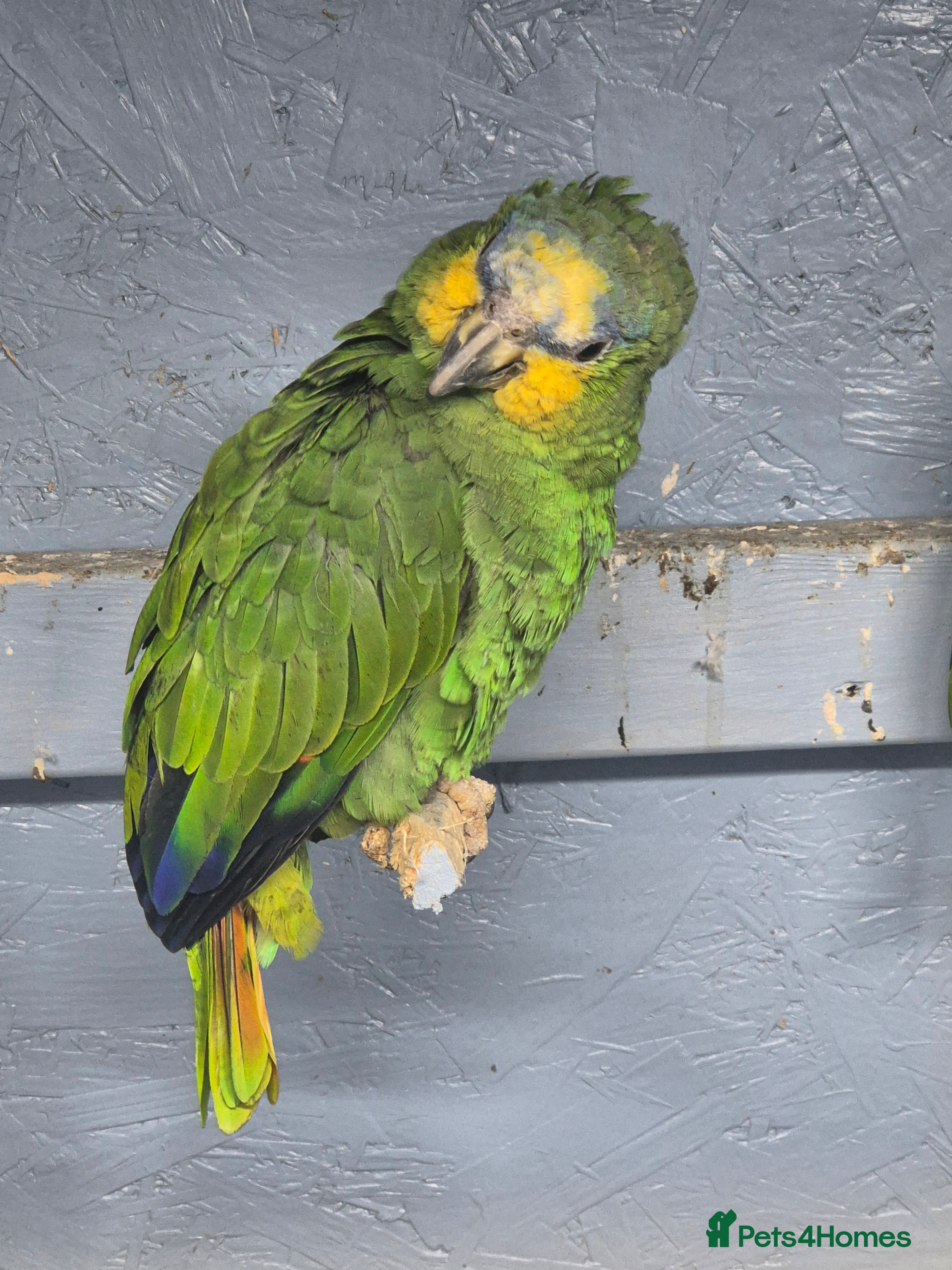 Parrots birds Blue fronted amazon parrots pair - Advert 1