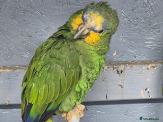 Parrots birds Blue fronted amazon parrots pair - Advert 1