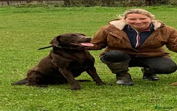 Labrador Retriever dogs for sale: LABRADOR PUPPIES 5 GEN ENHANCED PEDIGREE  - Image 15