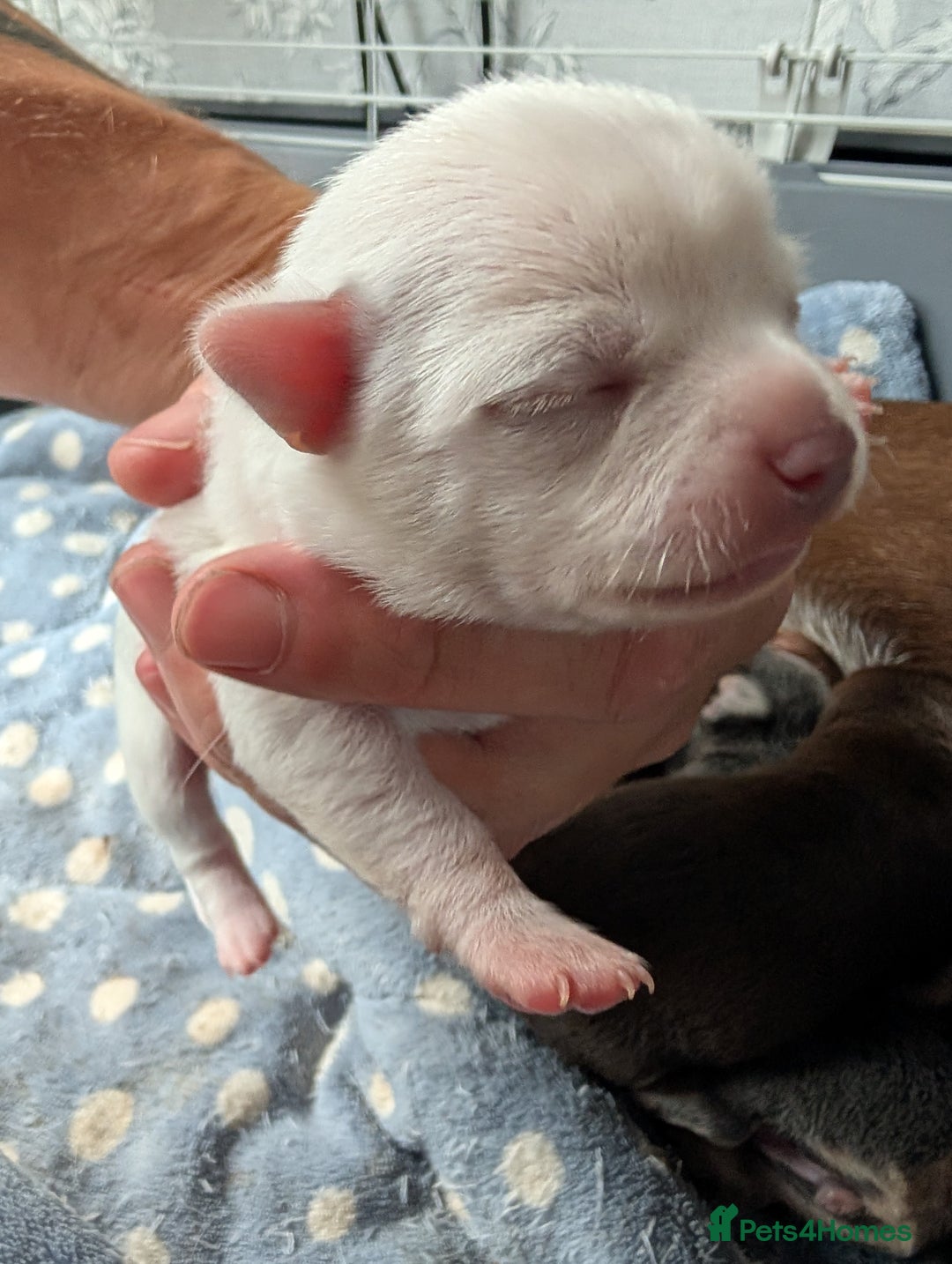 Chihuahua dogs for sale: 🐾 Adorable Chihuahua Puppies for Sale 🐾 - Image 6