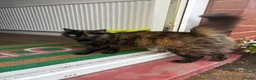 British Longhair cats for sale: Free - looking for the right home - Advert 2
