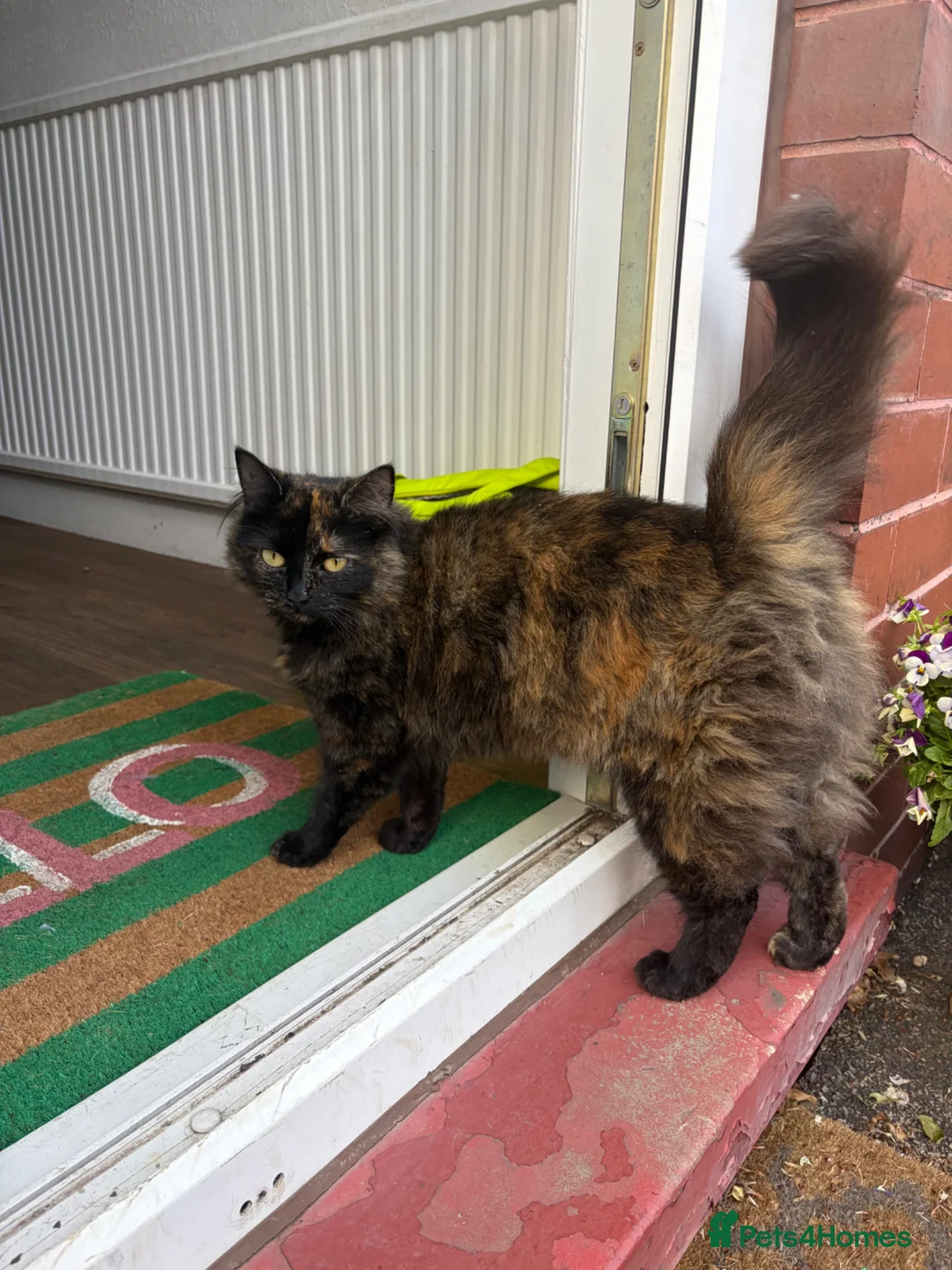 British Longhair cats for sale: Free - looking for the right home - Advert 2
