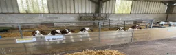 Goats livestock for sale: Pure Boer goat kids  in Bridport - Advert 2