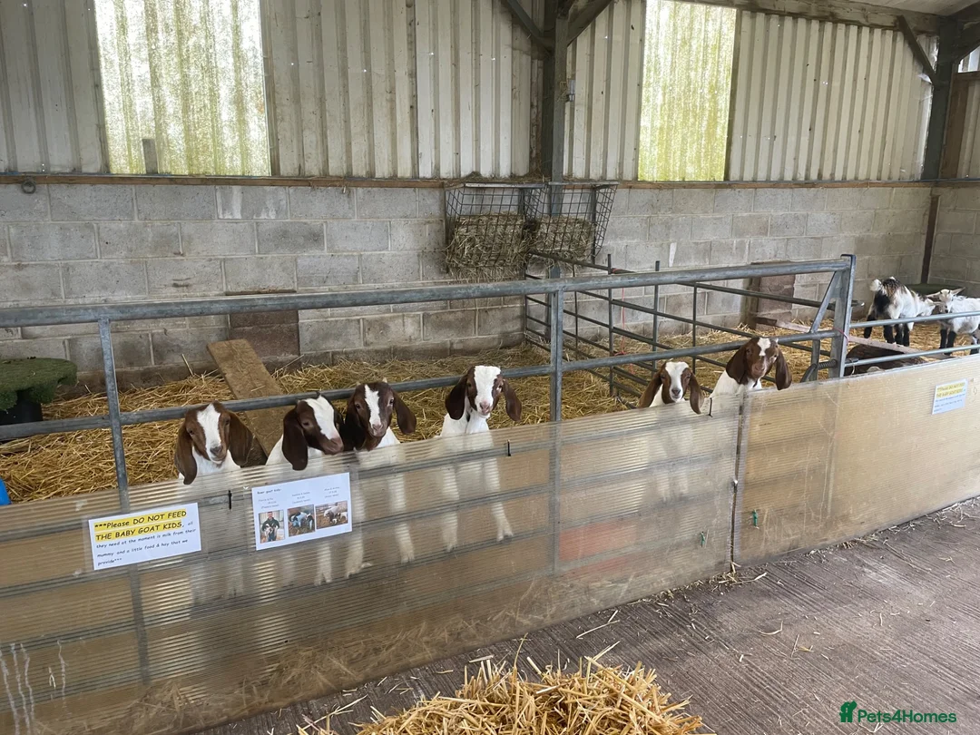 Goats livestock for sale: Pure Boer goat kids  in Bridport - Advert 2