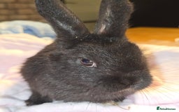 Lionhead rabbits for sale: 8 beautiful babies  - Image 9