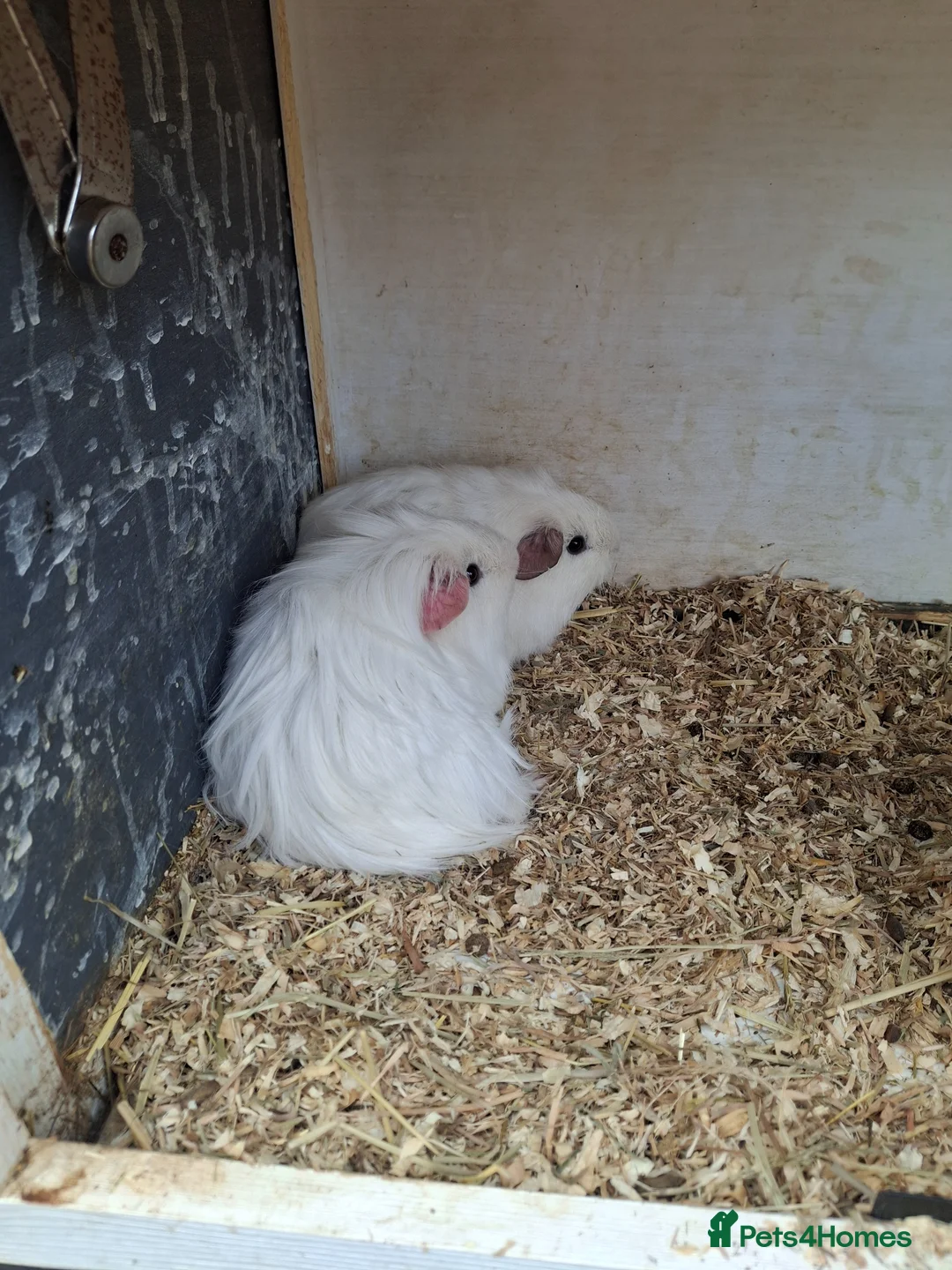 Guinea Pig rodents for sale: 2 boy Guinea pigs looking for new home - Advert 1