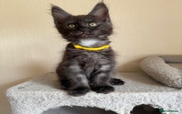 Maine Coon cats for sale: Pedigree GCCF Russian Import line Maine Coons - Image 15