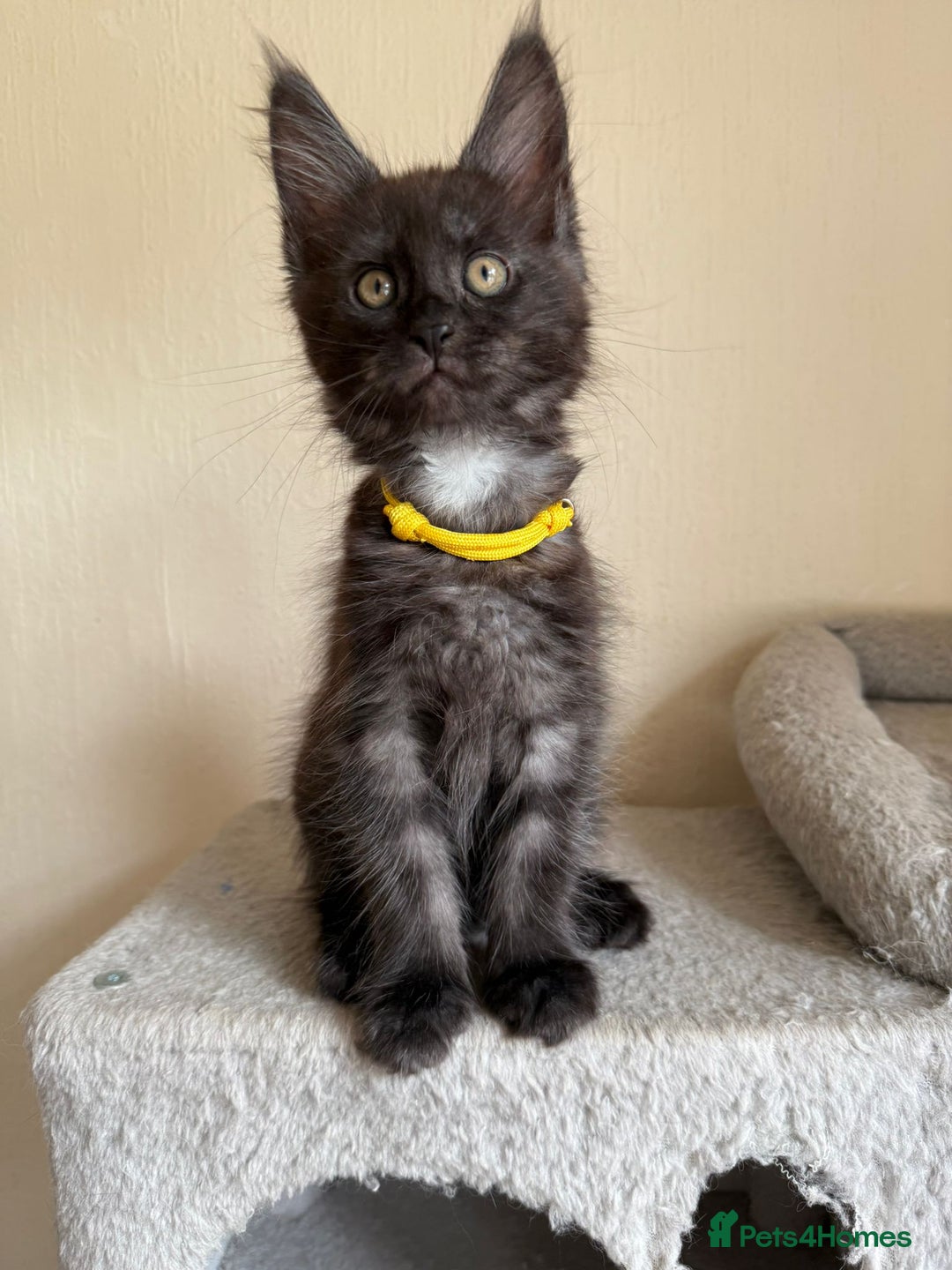 Maine Coon cats for sale: Pedigree GCCF Russian Import line Maine Coons - Image 15