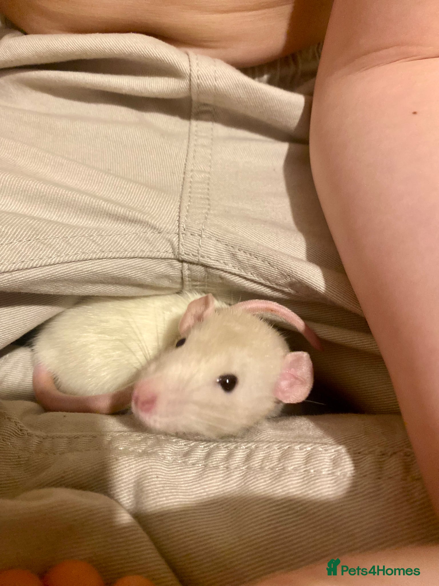 Rat rodents Female rat FREE please read! - Advert 1