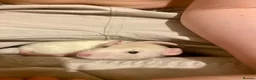 Rat rodents for sale: Female rat FREE please read! - Advert 1
