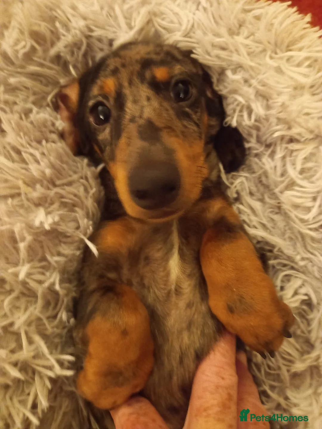 Miniature Dachshund dogs for stud: Leprimas Boycie - Advert 8