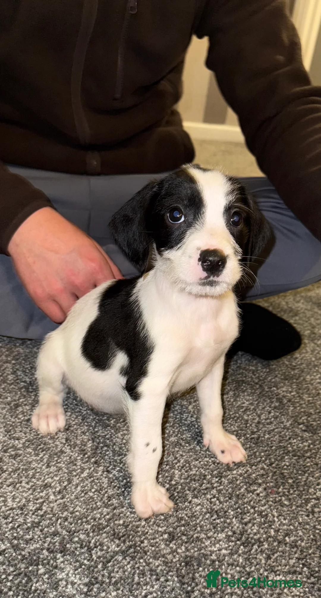 Mixed Breed dogs for sale: 2 boys 2 girls springer jacks ready now  - Advert 8