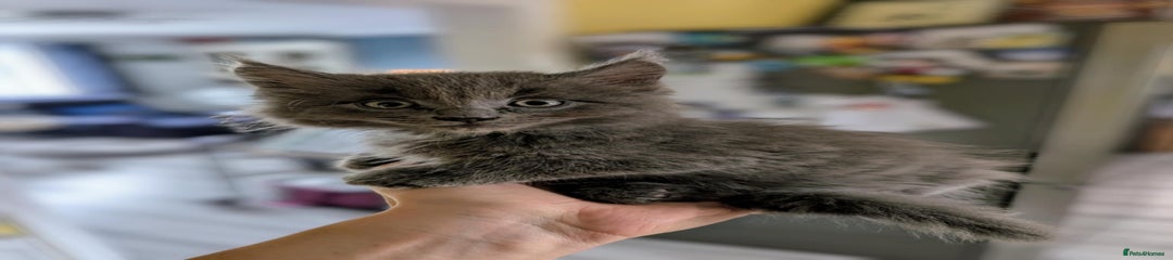 Mixed Breed Kitten 2