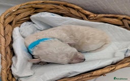 Poochon dogs for sale: Apricot poochons puppies  - Image 13