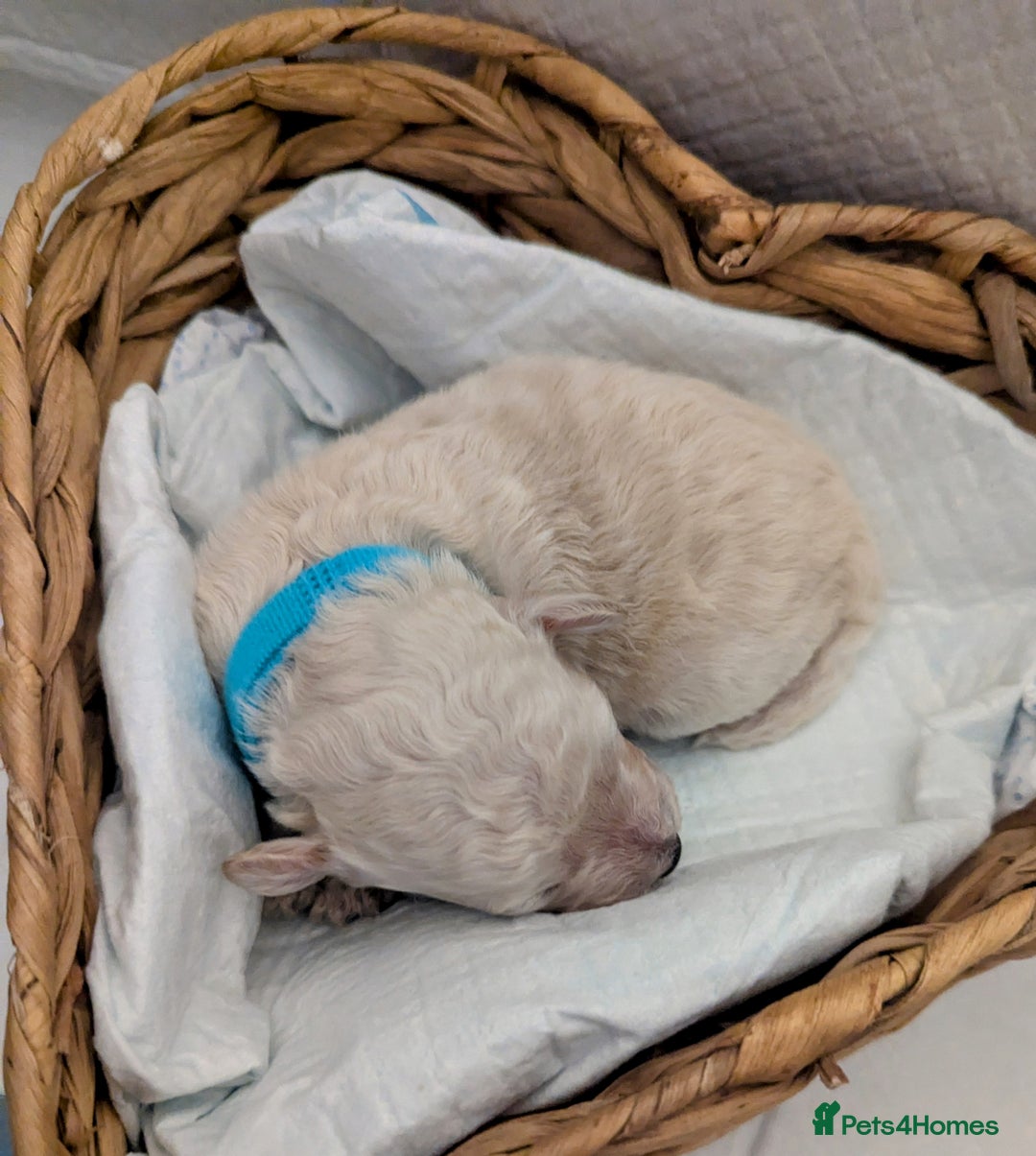 Poochon dogs for sale: Apricot poochons puppies  - Image 13