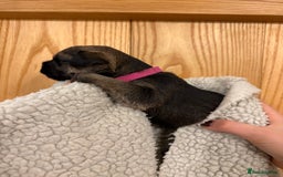 Border Terrier dogs for sale: Gorgeous Border Terrier Puppies looking for homes - Image 24