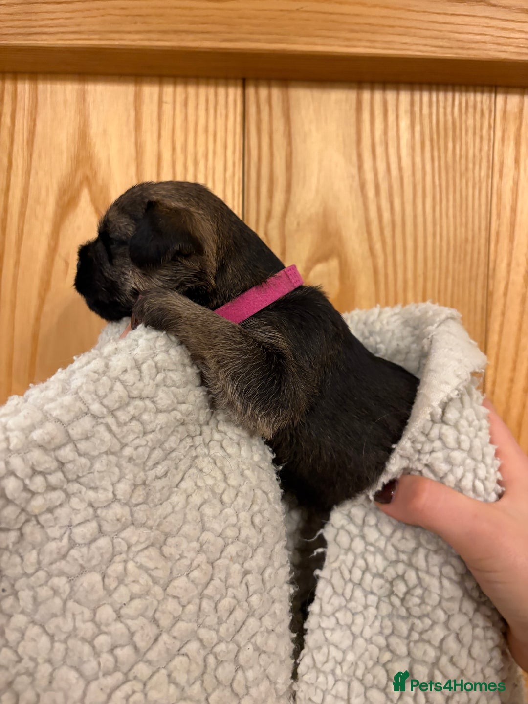 Border Terrier dogs for sale: Gorgeous Border Terrier Puppies looking for homes - Image 24