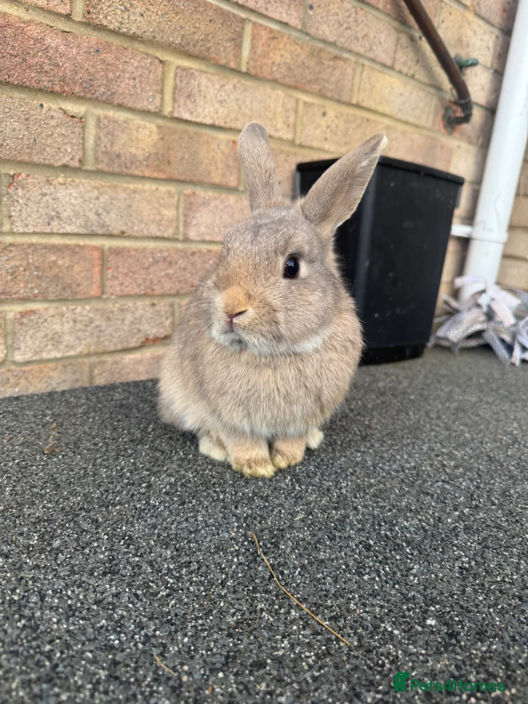 Mixed Breed rabbits for sale: Banjo  in Kettering - Advert 2