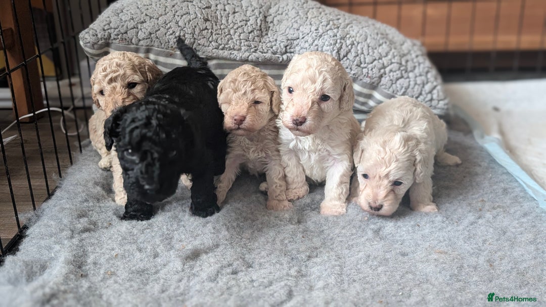 Toy Poodle dogs for sale: Toy poodles Genetic health tested  - Image 11