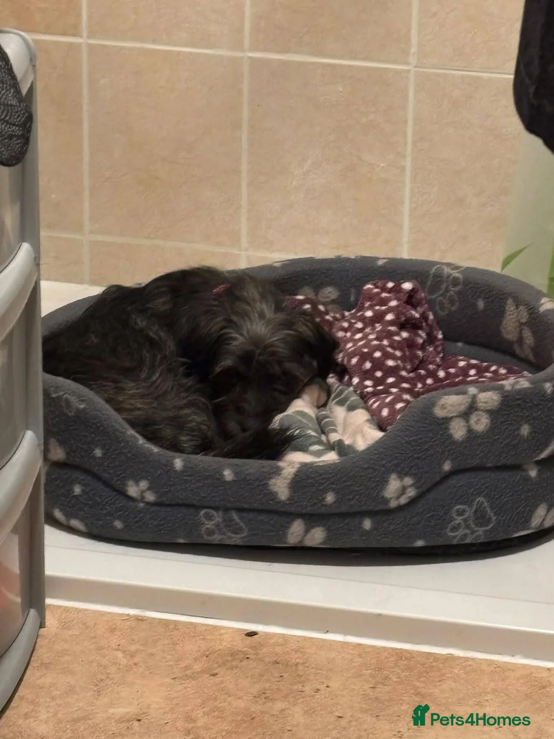 Mixed Breed dogs for adoption: Meet Bibi, currently residing in Surrey in Horley - Advert 2