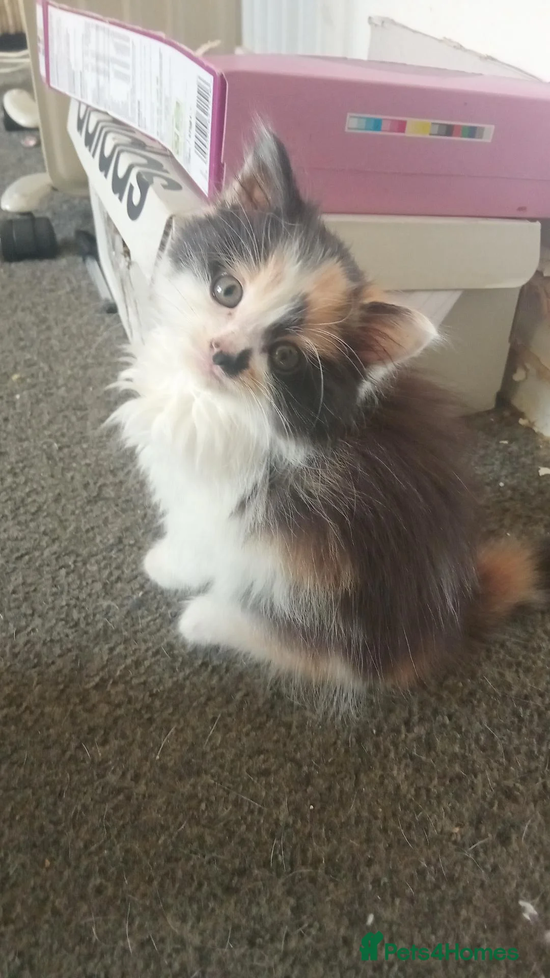 Mixed Breed cats for sale: 2 beautiful kittens in Huntingdon - Advert 6