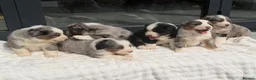 Mixed Breed dogs for sale: ⭐️SUPER RARE BERNESE x AUSTRALIAN SHEPHERD PUPS⭐️ in New Quay - Advert 3