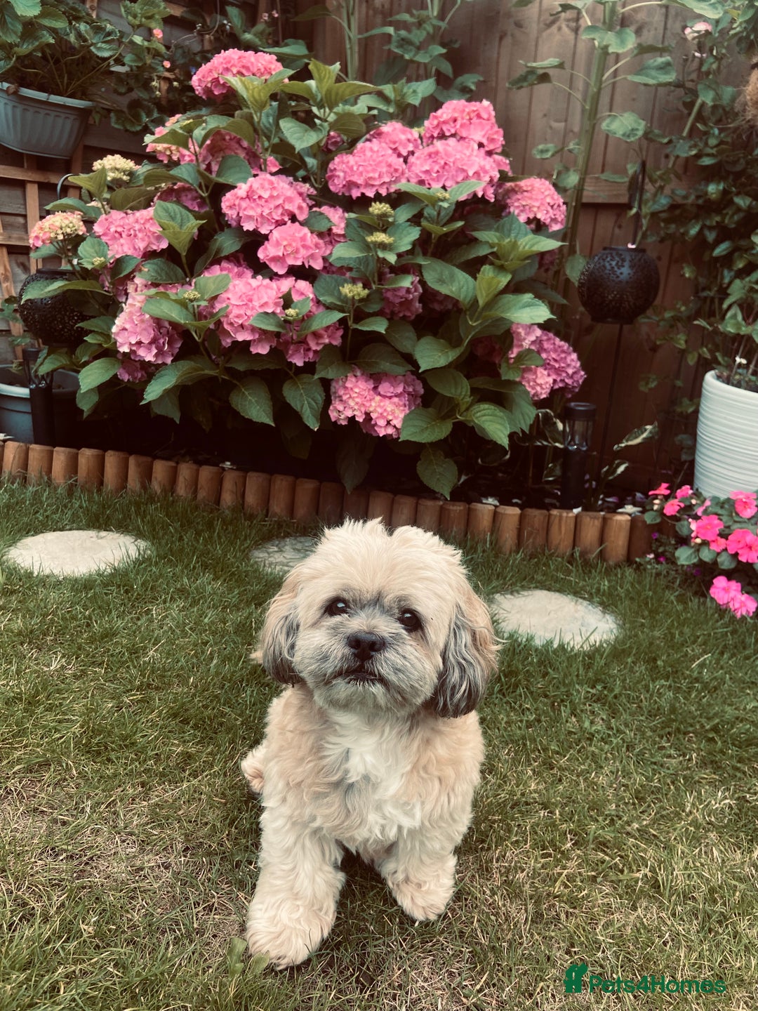 Lhasa Apso dogs for stud: Beautiful Lhasa Apso - Image 2