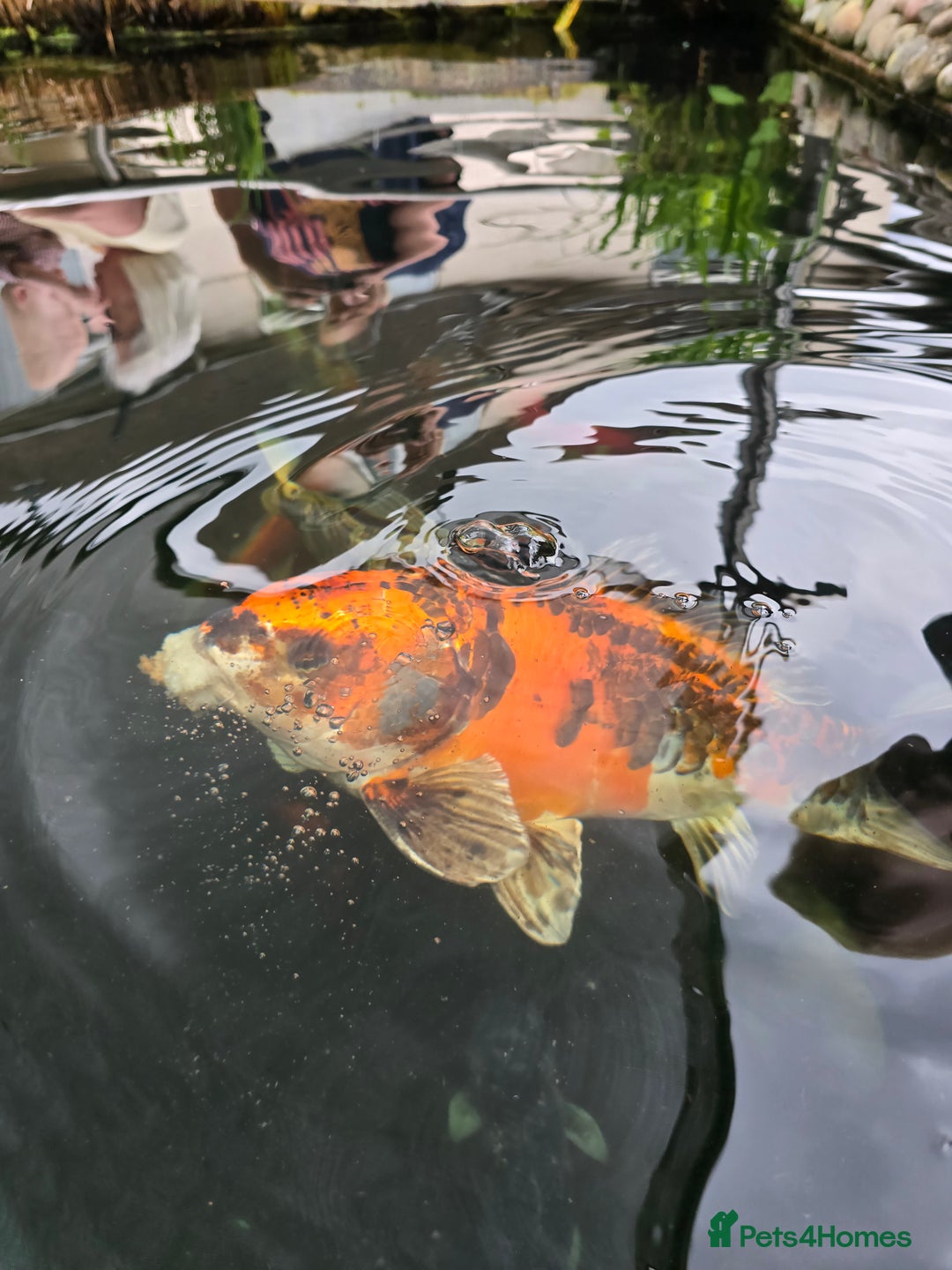 Koi Carp fish for sale: Various large carp available - Pond Closure  - Image 7