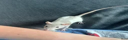 Rat rodents for sale: Rats for rehoming - Advert 6