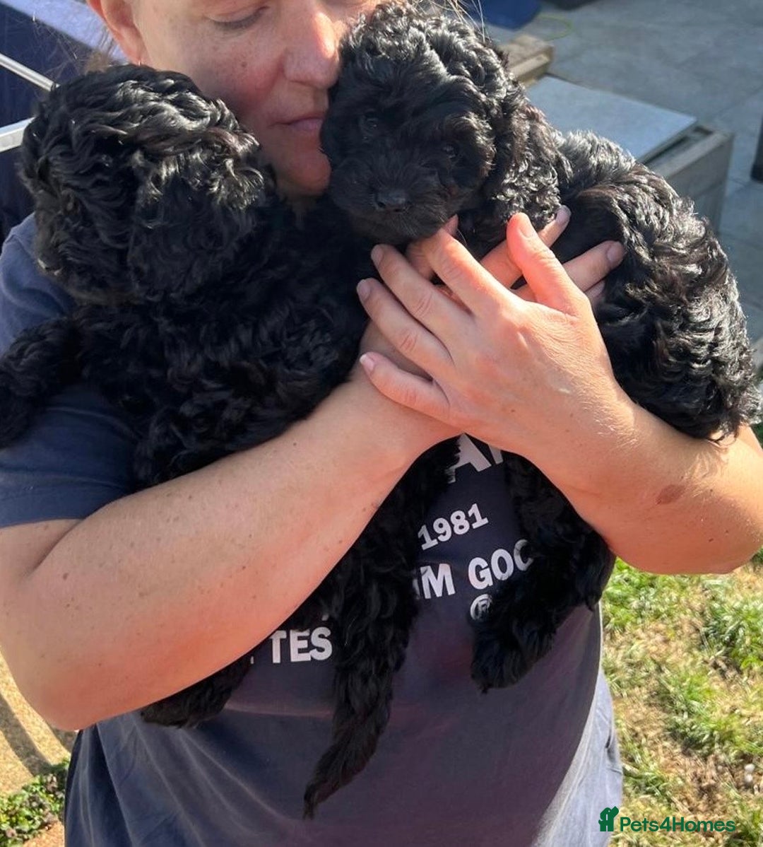 Cavapoo dogs for sale: Stunning premium F1 Cavapoos 🥰 DNR tested parents - Image 17