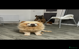 Chow Chow dogs for stud: Cream chow chow Stud  - Image 1