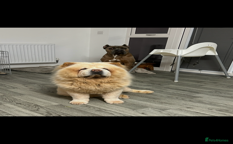 Chow Chow dogs - Advert 1