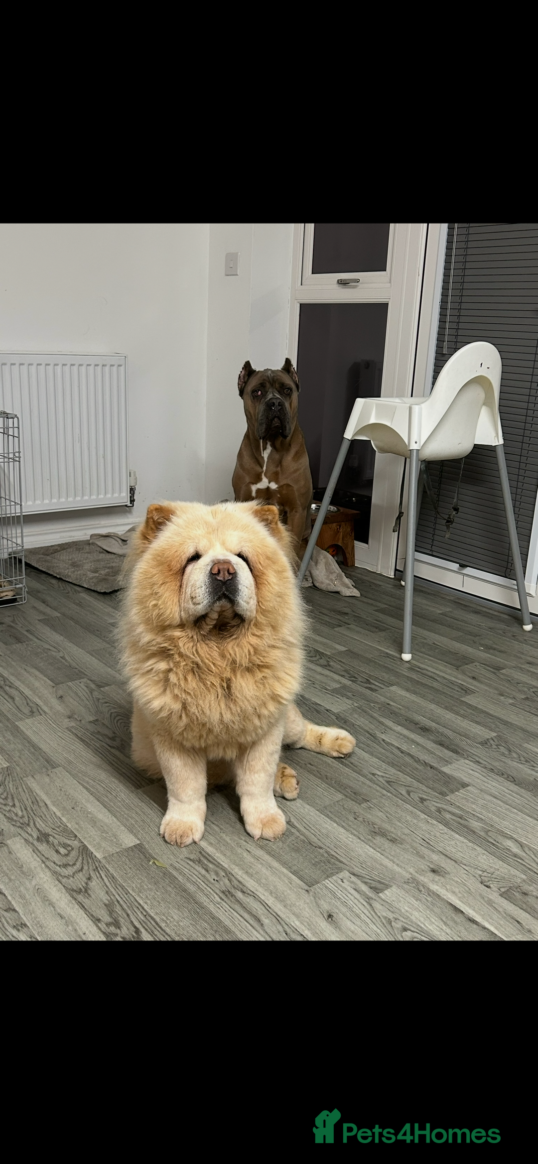 Chow Chow dogs for stud: Cream chow chow Stud  - Image 1