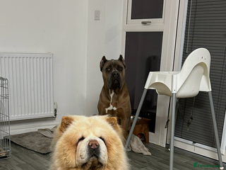 Chow Chow dogs Cream chow chow Stud - Advert 2