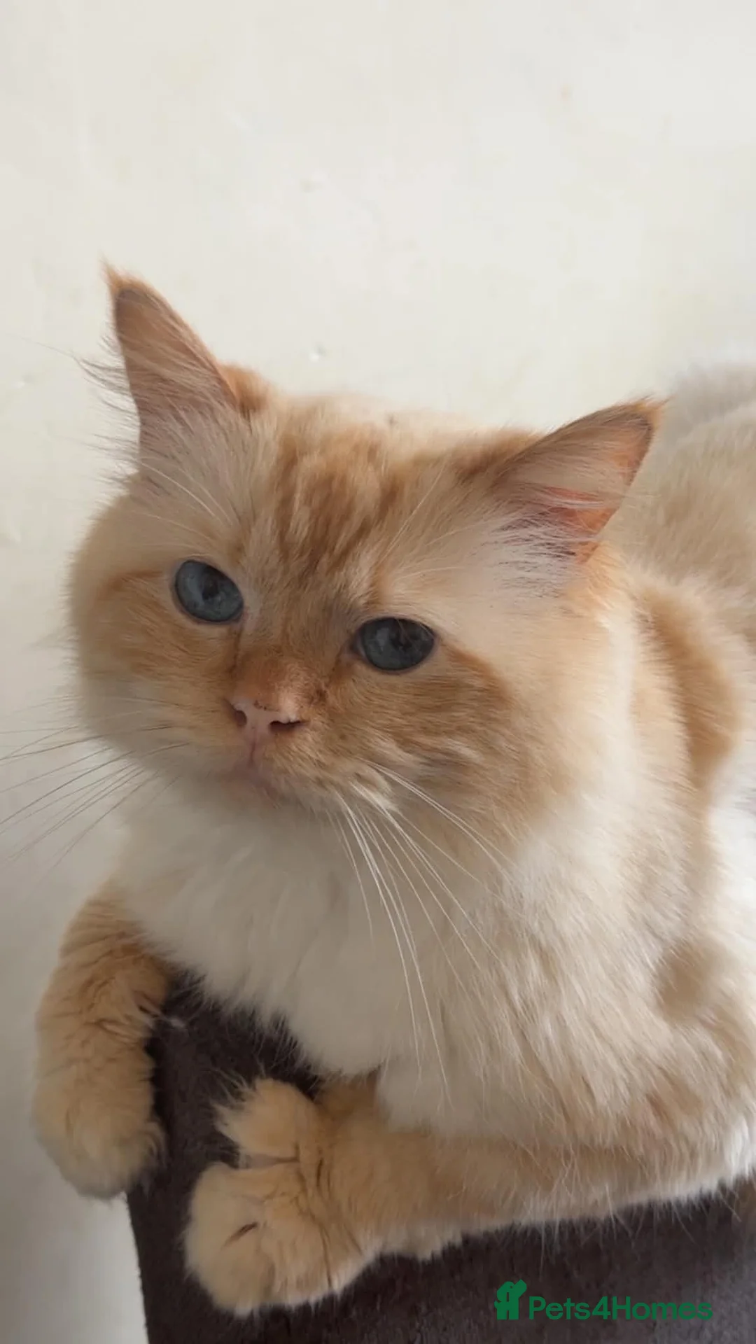 Ragdoll cats for sale: 5 beautiful Ragdoll kittens in Morecambe - Advert 2