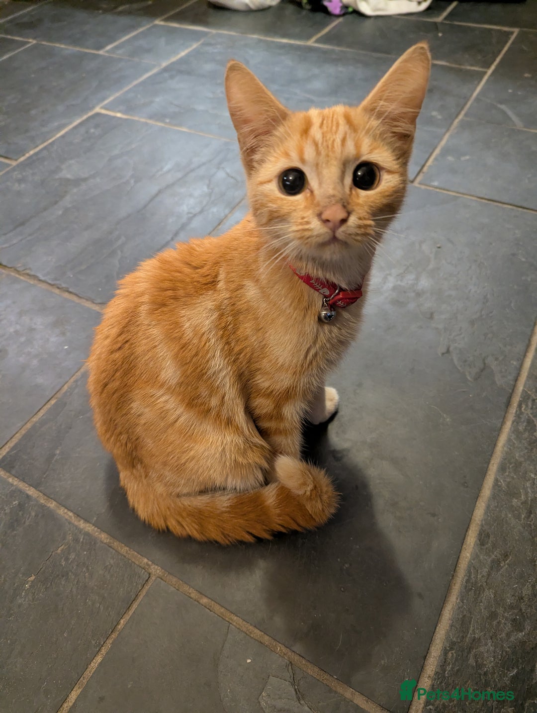Mixed Breed cats for sale: Jelly - Advert 1