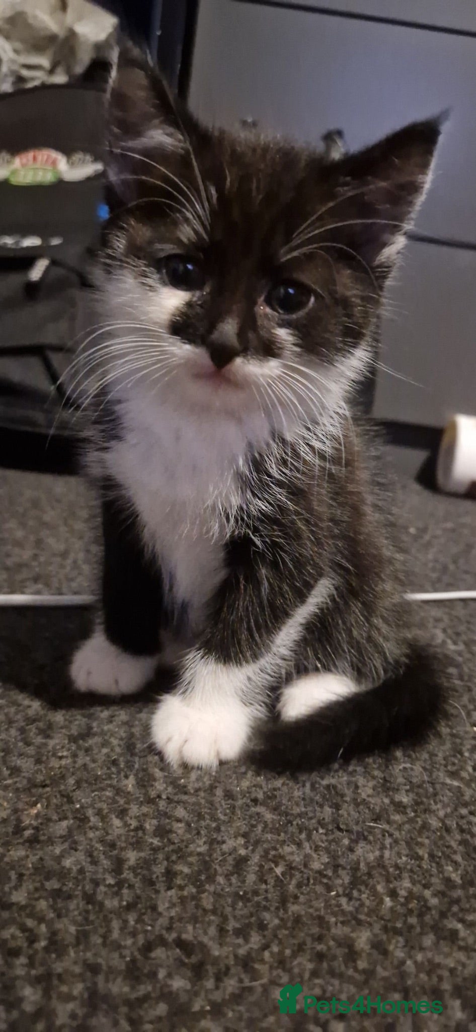 Domestic Shorthair cats Beautiful Black & White Tuxedo Kittens–Ready Now - Advert 10