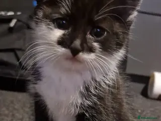 Domestic Shorthair cats Beautiful Black & White Tuxedo Kittens–Ready Now - Advert 5
