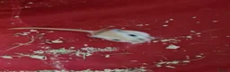 Gerbil rodents for sale: 2 X MALE GERBILS WITH CAGE AND 3 X MALE GERBILS - Advert 4