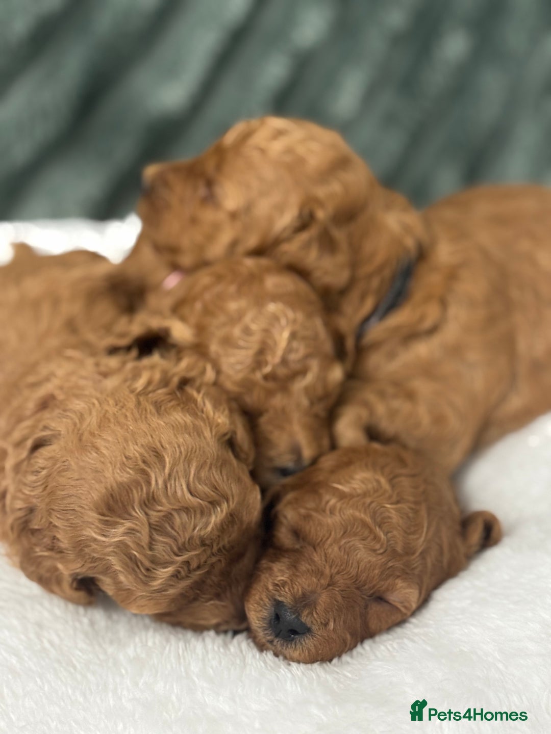 Toy Poodle dogs for sale: Kc reg Dna Tested Toy Poodle Puppies  - Advert 1