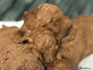 Toy Poodle dogs Kc reg Dna Tested Toy Poodle Puppies - Advert 1