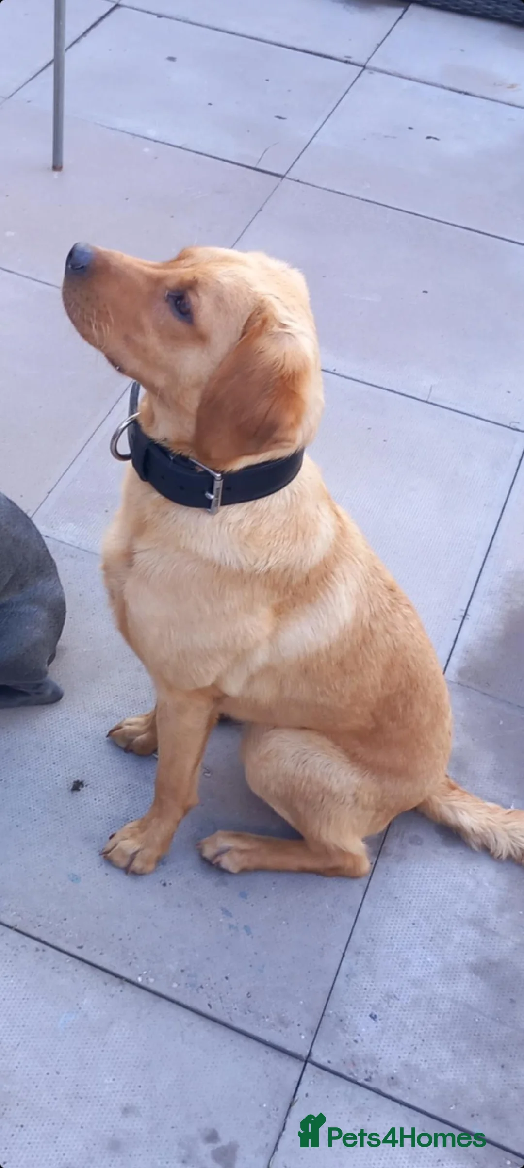 Labrador Retriever dogs for sale: Labrador  in Droitwich - Advert 2