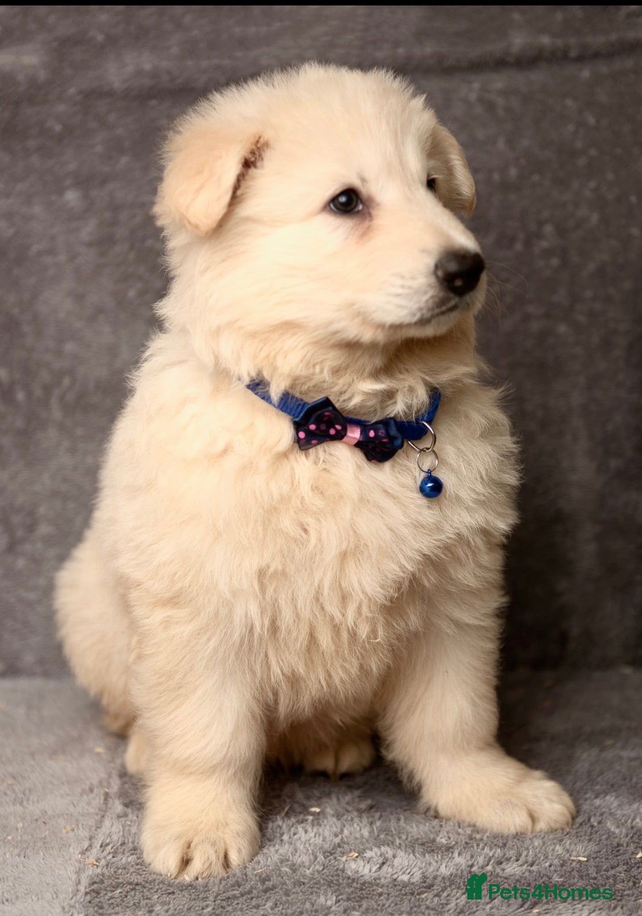 German Shepherd dogs LAST 2 LEFT WHITE GERMAN SHEPHERD PUPPIES FOR SALE - Advert 2