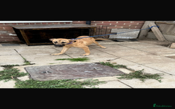 Mixed Breed dogs for sale: ROXY AND HAZARD FEMALES ASBO MALE  - Image 5
