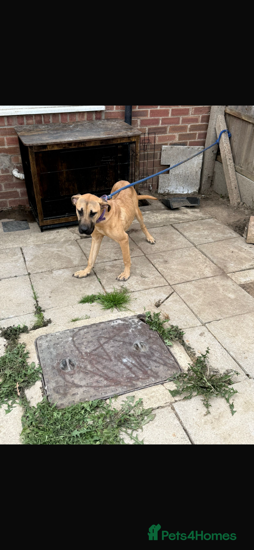 Mixed Breed dogs for sale: ROXY AND HAZARD FEMALES ASBO MALE  - Image 5