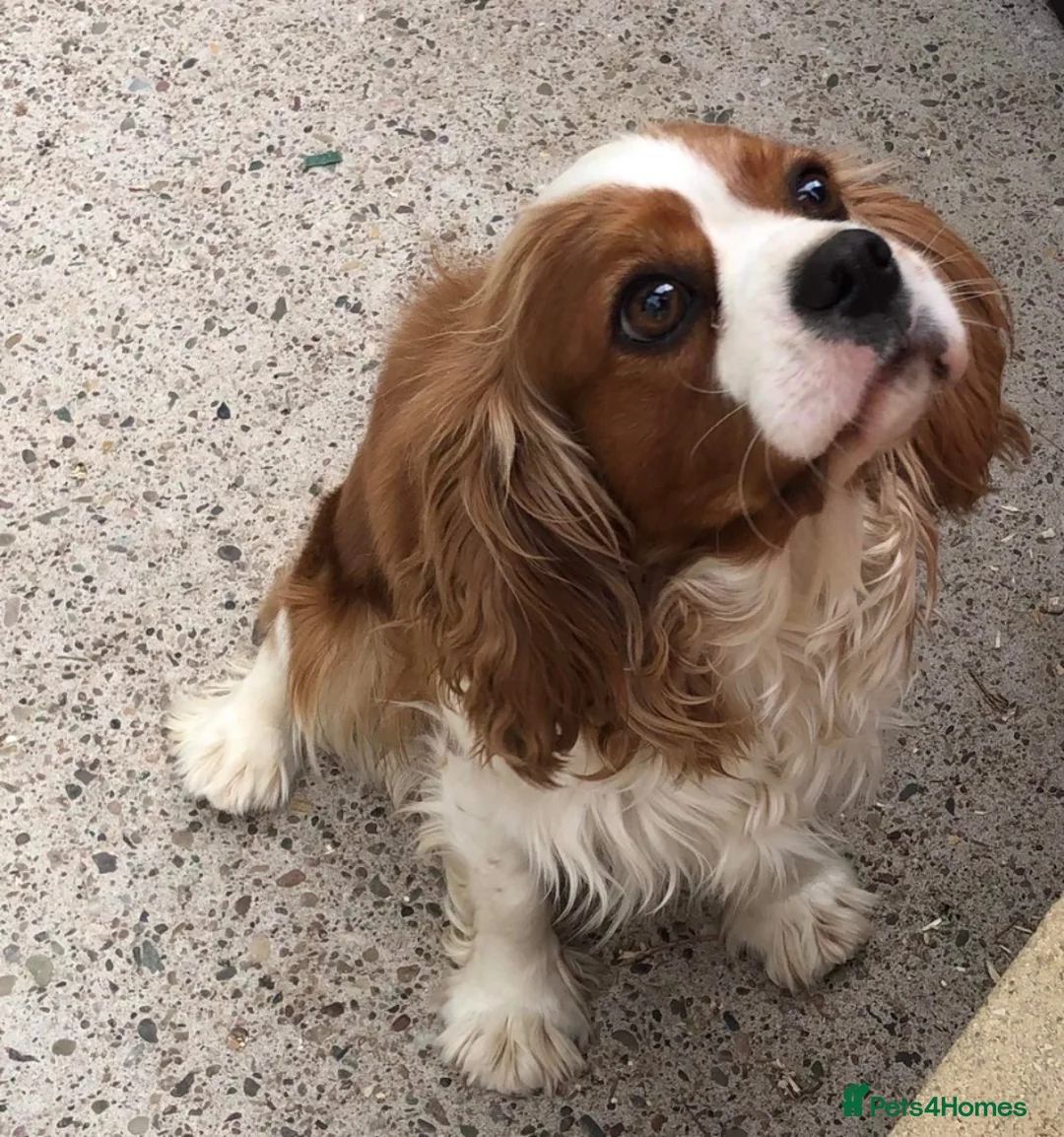 Cavachon dogs for sale: F1 CAVACHON PUPPIES!! - Advert 2