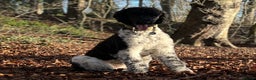 Standard Poodle dogs for stud: Outstanding Parti Standard Poodle Stud - Advert 3