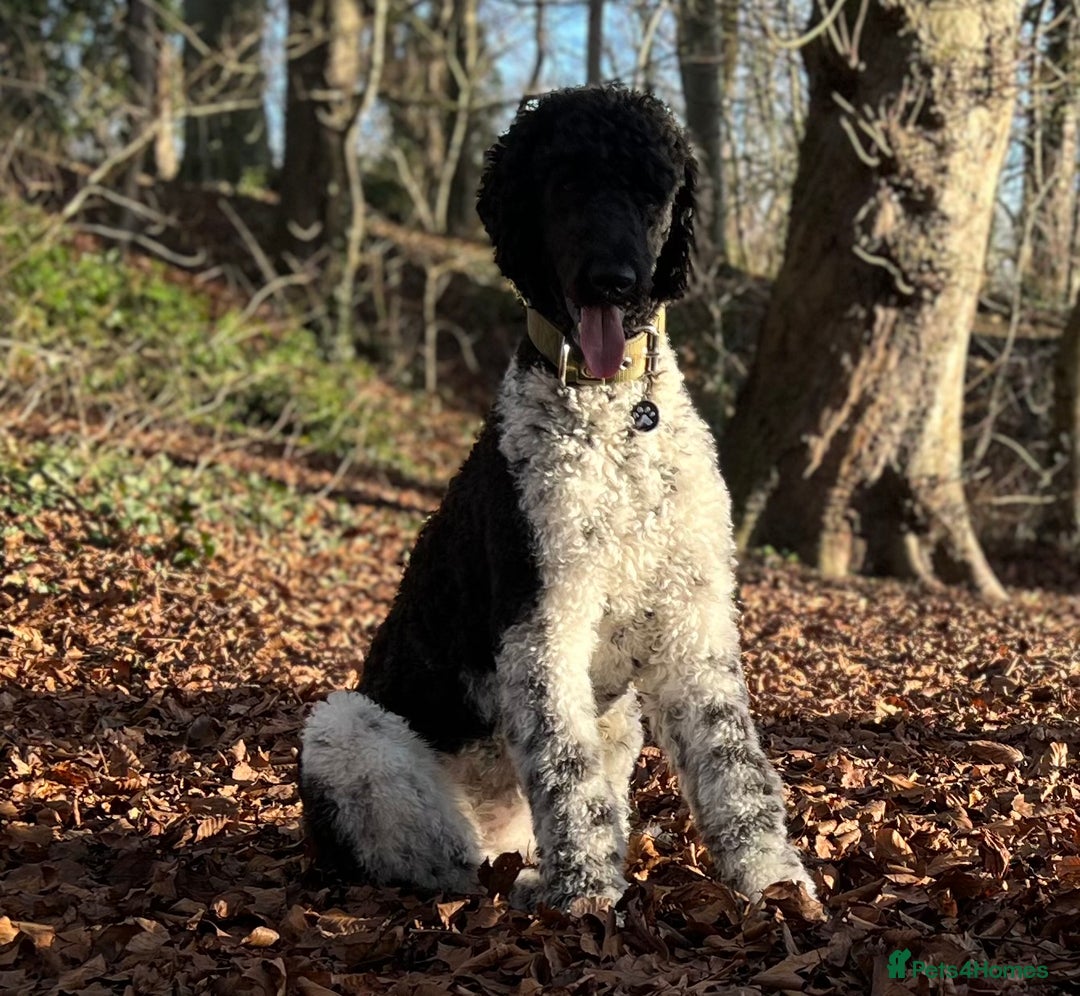 Standard Poodle dogs for stud: Outstanding Parti Standard Poodle Stud - Advert 3