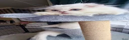 Scottish Fold cats for sale: 💞Beautiful Chinchilla Scottish fold kittens 💞🐾 - Advert 22